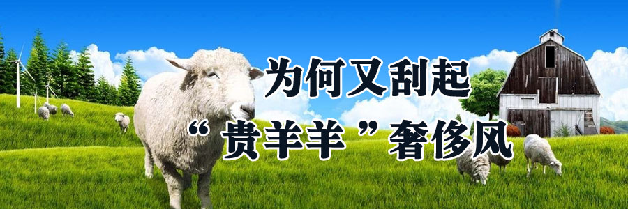 贵羊羊,羊肉,为何又刮起“贵羊羊”奢侈风,中国农业网专题
