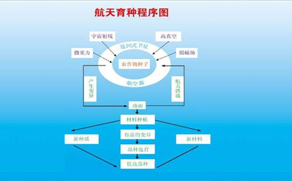 航天育种，太空种子，“航天育种”：现代农业的全新尝试，中国农业网专题