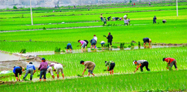 五常大米,调和米,五常大米之乱,中国农业网专题